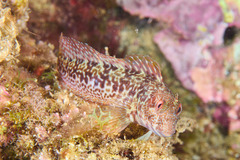 Parablennius pilicornis