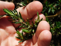 Phyllanthus ramillosus