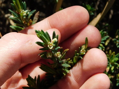 Phyllanthus ramillosus