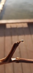 Nepomorpha