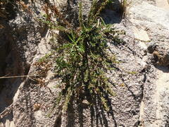 Phyllanthus ramillosus