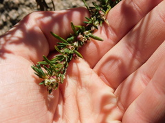 Phyllanthus ramillosus