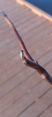 Nepomorpha
