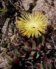 Cheiridopsis rostrata