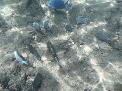 Acanthurus coeruleus