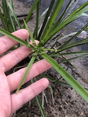 Cyperus virens