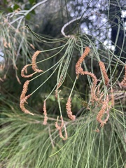 Casuarinaceae