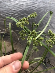Cyperus virens