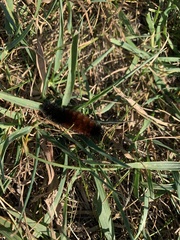 Pyrrharctia isabella