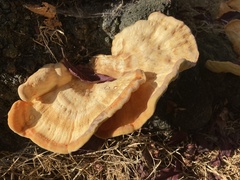 Laetiporus gilbertsonii