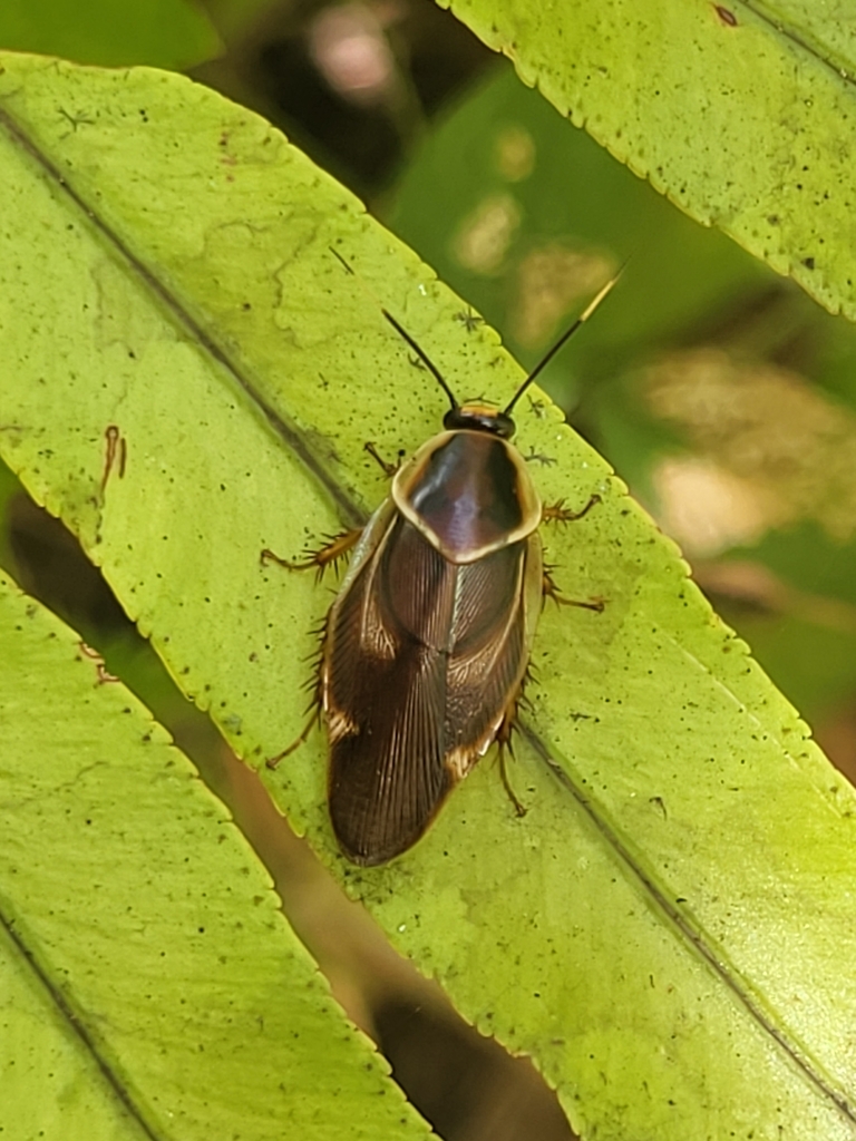 Eustegasta variegata