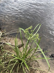 Cyperus virens