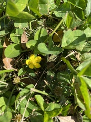 Oxalis corniculata