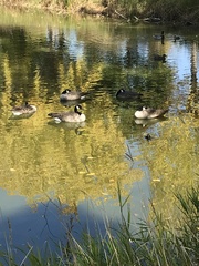Branta canadensis