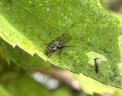 Anthomyia oculifera