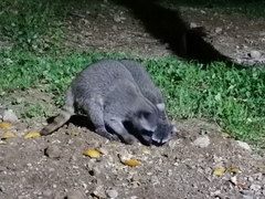 Procyon lotor insularis