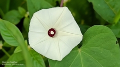 Ipomoea obscura