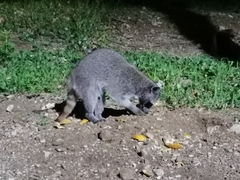 Procyon lotor insularis