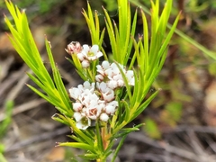 Diosma hirsuta