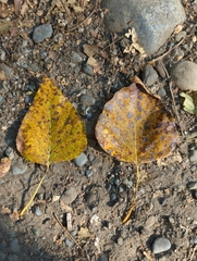 Populus