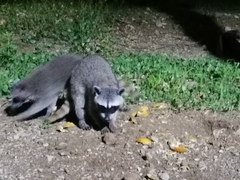 Procyon lotor insularis