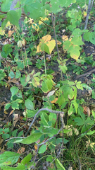 Anemone virginiana