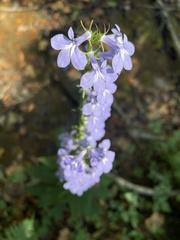 Lobelia amoena