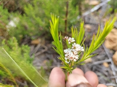 Diosma hirsuta