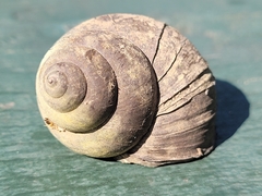 Cipangopaludina chinensis