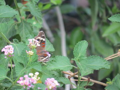 Junonia grisea