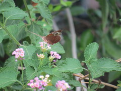 Junonia grisea