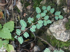 Pellaea intermedia