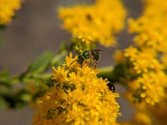 Augochlorella aurata