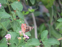 Junonia grisea