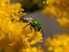 Augochlorella aurata
