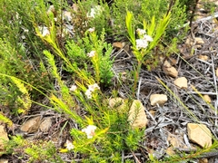 Diosma hirsuta