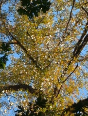 Populus