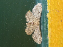 Idaea cervantaria