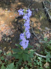 Lobelia amoena