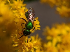 Augochlorella aurata