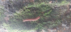 Diplopoda