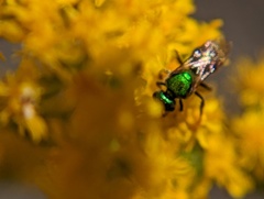 Augochlorella aurata