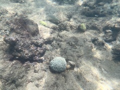 Halichoeres bivittatus