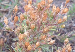 Dyssodia papposa