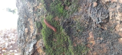 Diplopoda