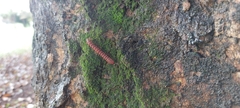 Diplopoda