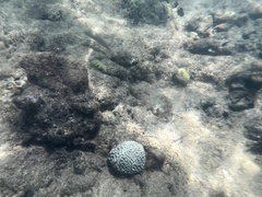 Halichoeres bivittatus