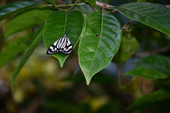 Cyclosia latipennis