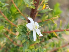 Agathosma crenulata