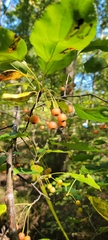 Malus prunifolia